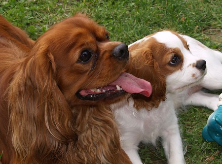 Špeciálna výstava Cavalier & King Charles Spaniel